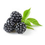 Hff Fresh Black Berry 150Gm