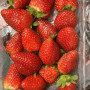 Hff Strawberry 1Box. Jordan