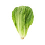 Hff Oman Lettuce 1Kg