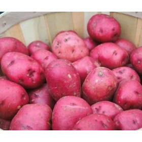 Snd Alo Red Bangla 1Kg