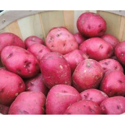 Snd Alo Red Bangla 1Kg