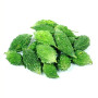 Bl Small Karela-Bitter Guard 1Kg