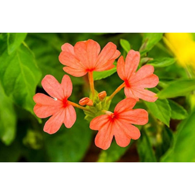 Amr Kankambaram Flowers 1Pc