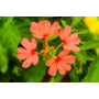 Amr Kankambaram Flowers 1Pc