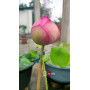 Amr Lotus 1Pc