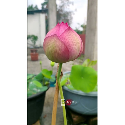Amr Lotus 1Pc