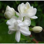 Amr Jasmine Flower 1Pc