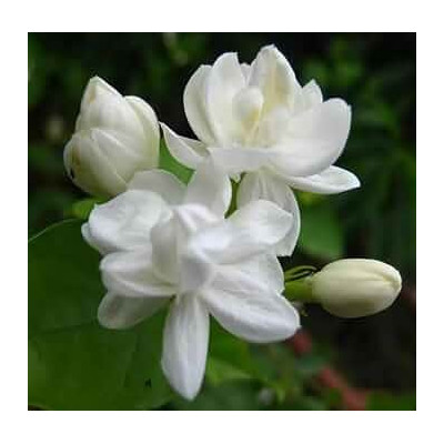 Amr Jasmine Flower 1Pc