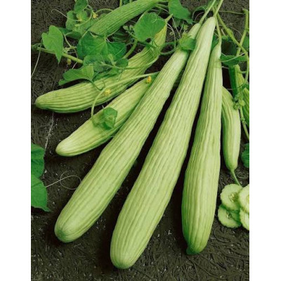 Hff Turu Long Cucumber 1Kg. Kuwait