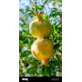 Hff Saudi Pomegranate 1Kg