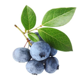 Hff Blueberry 1Pkt. Tunisia