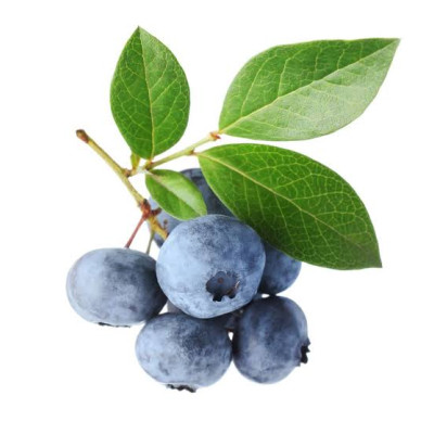 Hff Blueberry 1Pkt. Tunisia