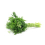 Hff Suvva-Dill Leaves 1Pc