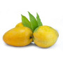 Fresh Chausa Mango 1Kg