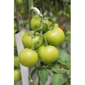 Hff Green Tomato 1Kg. Kuwait