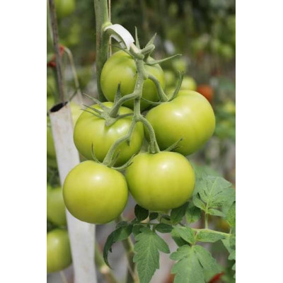 Hff Green Tomato 1Kg. Kuwait