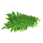 Curry Leaves 1Pcs