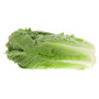 Celtic Long Arabic Lettuce 1Pcs. Kuwaiti