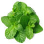 Celtic Mint Leaves 1Pc