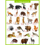 Alka Wild Animals Chart 1Pcs