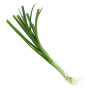 Bl Spring Onion 1Pc