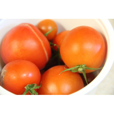 طماطم سلتيك 1.5 كيلوجرام